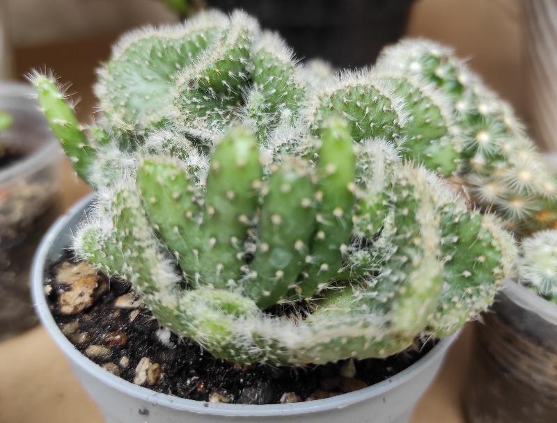 Austrocylindropuntia_cylindrica.jpg